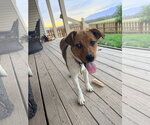 Small #2 Mutt