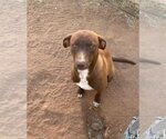 Small American Pit Bull Terrier