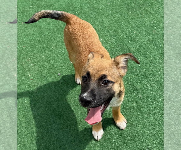 Medium Photo #1 Collie-Unknown Mix Puppy For Sale in GILBERTS, IL, USA