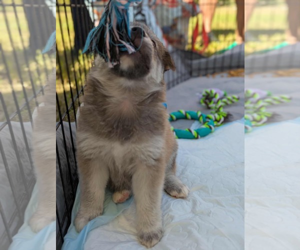 Medium Photo #7 Border Collie Puppy For Sale in Holly Springs, NC, USA