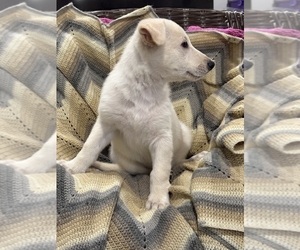 German Shepherd Dog Puppy for sale in MILFORD, MI, USA