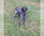 Small Photo #31 German Shorthaired Pointer Puppy For Sale in ARGONNE, WI, USA
