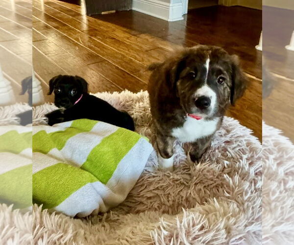 Medium Photo #18 Mutt Puppy For Sale in Houston, TX, USA