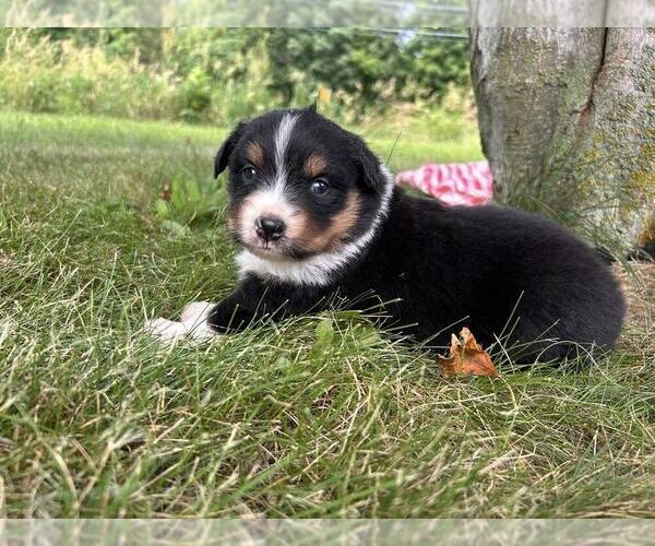 Medium Photo #5 Australian Shepherd Puppy For Sale in JEROMESVILLE, OH, USA