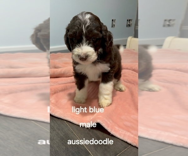 Medium Photo #5 Aussiedoodle Puppy For Sale in DALZELL, SC, USA