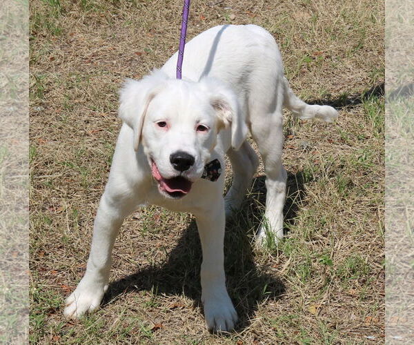 Medium Photo #1 Argentinian Mastiff-Great Pyrenees Mix Puppy For Sale in Bandera, TX, USA