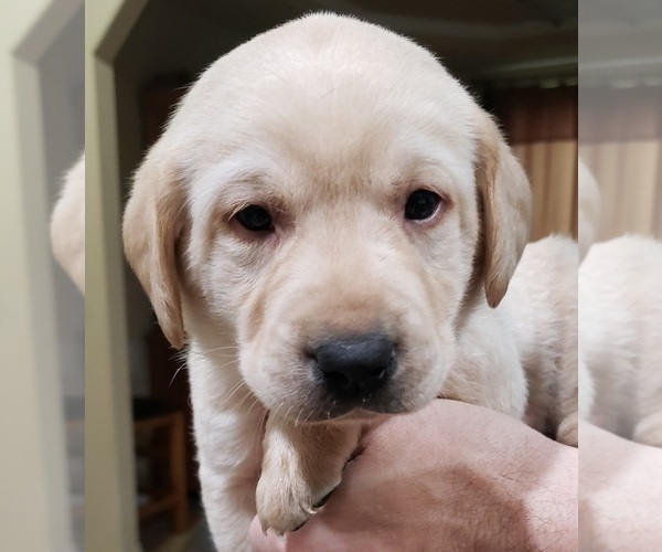 Medium Photo #143 Labrador Retriever Puppy For Sale in OLYMPIA, WA, USA