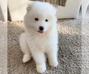 Samoyed Puppy for sale in OROVILLE, CA, USA
