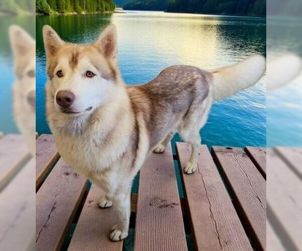 Medium Photo #1 Siberian Husky Puppy For Sale in Newfoundland, PA, USA