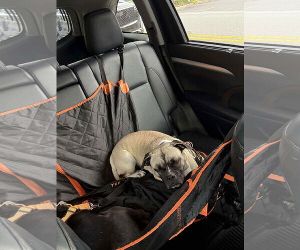Medium Photo #6 Puggle Puppy For Sale in Westwood, NJ, USA