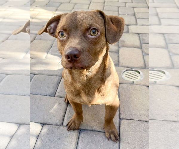 Medium Photo #1 Chihuahua-Unknown Mix Puppy For Sale in Corona, CA, USA