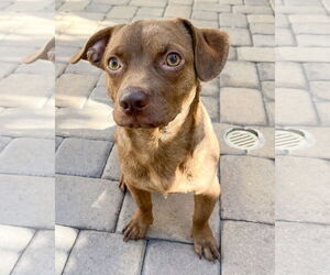 Chihuahua-Unknown Mix Dogs for adoption in Corona, CA, USA
