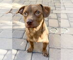 Small Chihuahua Mix