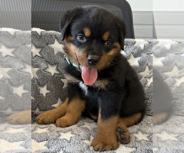Medium Photo #14 Rottweiler Puppy For Sale in BRIGHTON, CO, USA
