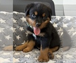 Small #13 Rottweiler