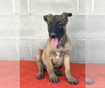 Small Photo #11 Belgian Malinois Puppy For Sale in VACAVILLE, CA, USA