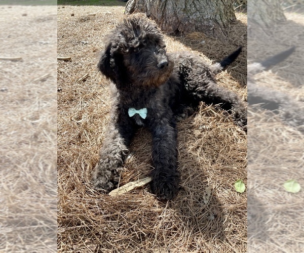 Medium Photo #6 Labradoodle-Poodle (Standard) Mix Puppy For Sale in MIDDLESEX, NC, USA