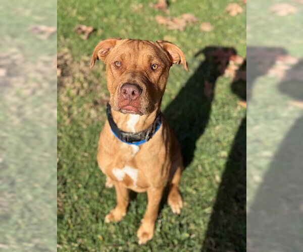 Medium Photo #1 German Shepherd Dog-Unknown Mix Puppy For Sale in Riverside, CA, USA