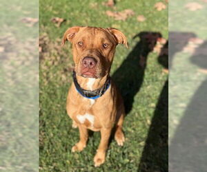 German Shepherd Dog-Unknown Mix Dogs for adoption in Riverside, CA, USA