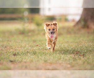 Mutt Dogs for adoption in Greenville, SC, USA