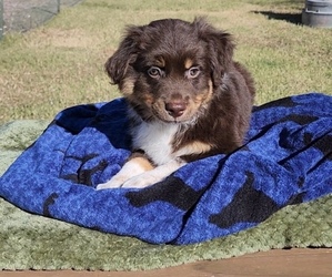 Miniature Australian Shepherd Puppy for sale in TEMPLE, TX, USA