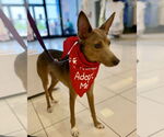 Small #3 Chihuahua Mix