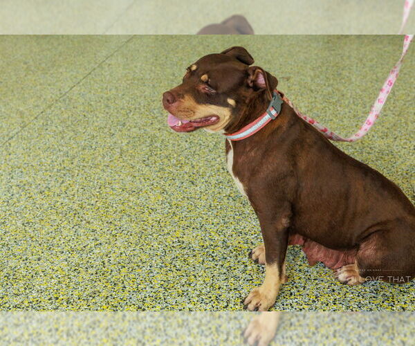 Medium Photo #7 Labrottie Puppy For Sale in The Woodlands, TX, USA