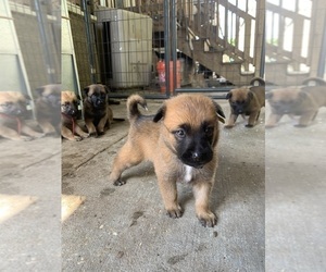 Belgian Malinois Puppy for sale in VIOLET, LA, USA
