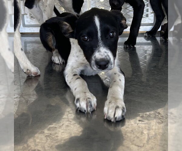 Medium Photo #1 Border Collie-Unknown Mix Puppy For Sale in Stockton, CA, USA
