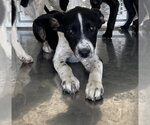 Small Border Collie Mix