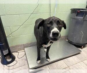 American Staffordshire Terrier-Unknown Mix Dogs for adoption in Grand Prairie, TX, USA