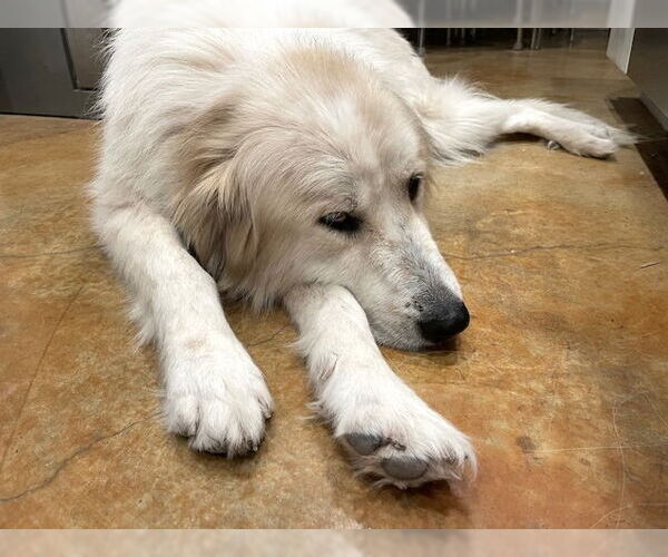 Medium Photo #4 Great Pyrenees Puppy For Sale in Spring, TX, USA