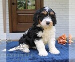 Small #3 Bernedoodle (Miniature)