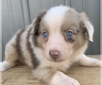 Small Photo #21 Australian Shepherd Puppy For Sale in LYNN, IN, USA