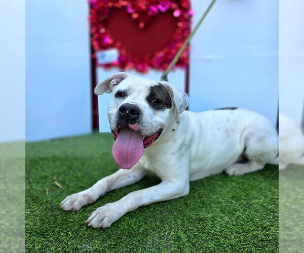 Medium Photo #5 American Bulldog-Unknown Mix Puppy For Sale in Long Beach, CA, USA