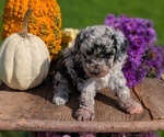 Small #7 Poodle (Toy)