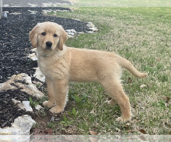 Medium Photo #5 Golden Retriever Puppy For Sale in CROWLEY, TX, USA