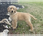 Small #4 Golden Retriever