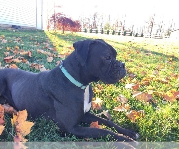 Medium Photo #1 Boxer Puppy For Sale in MILLERSBURG, OH, USA