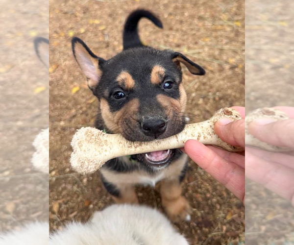 Medium Photo #21 Gerberian Shepsky Puppy For Sale in Corona, CA, USA