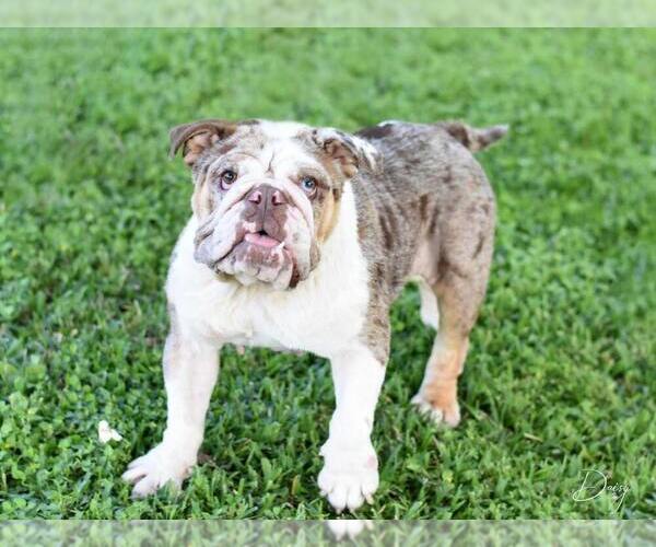 Medium Photo #1 Bulldog-Unknown Mix Puppy For Sale in Brewster, NY, USA