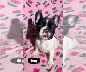 Medium French Bulldog
