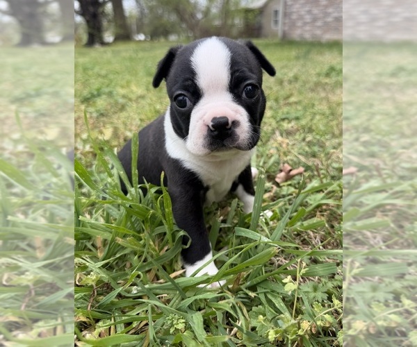 Medium Photo #1 Boston Terrier Puppy For Sale in GARFIELD, AR, USA