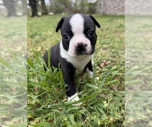 Boston Terrier Puppy for sale in GARFIELD, AR, USA