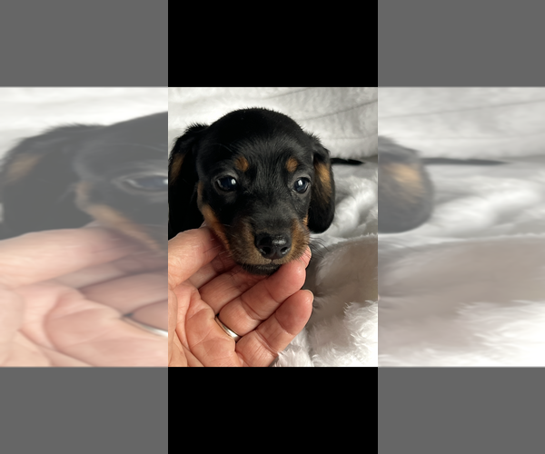 Medium Photo #4 Dachshund Puppy For Sale in NILES, MI, USA