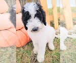 Image preview for Ad Listing. Nickname: Winnie