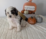 Small #11 ShihPoo