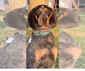 Father of the Bluetick Coonhound puppies born on 05/26/2022
