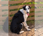 Small #3 Australian Shepherd
