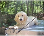 Small #4 English Cream Golden Retriever